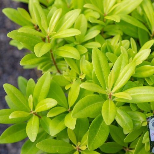 Illicium parviflorum Florida Sunshine Southern Living Hardy Anise